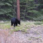 Bears
 / Медведи